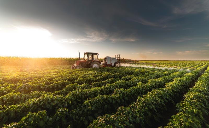 Tractor spraying vegetable field